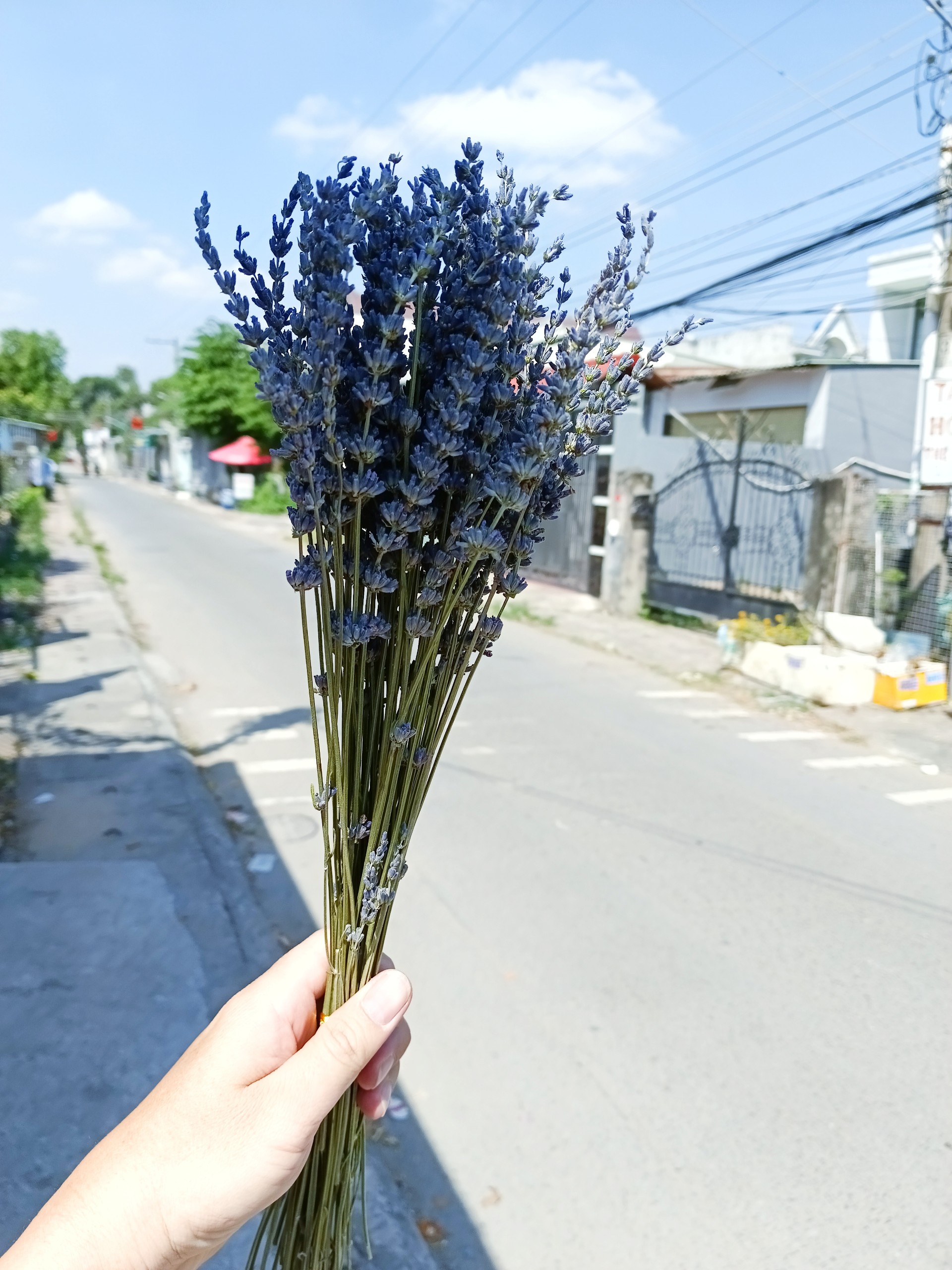 hoa khô - lavender, oải hương thơm ngát