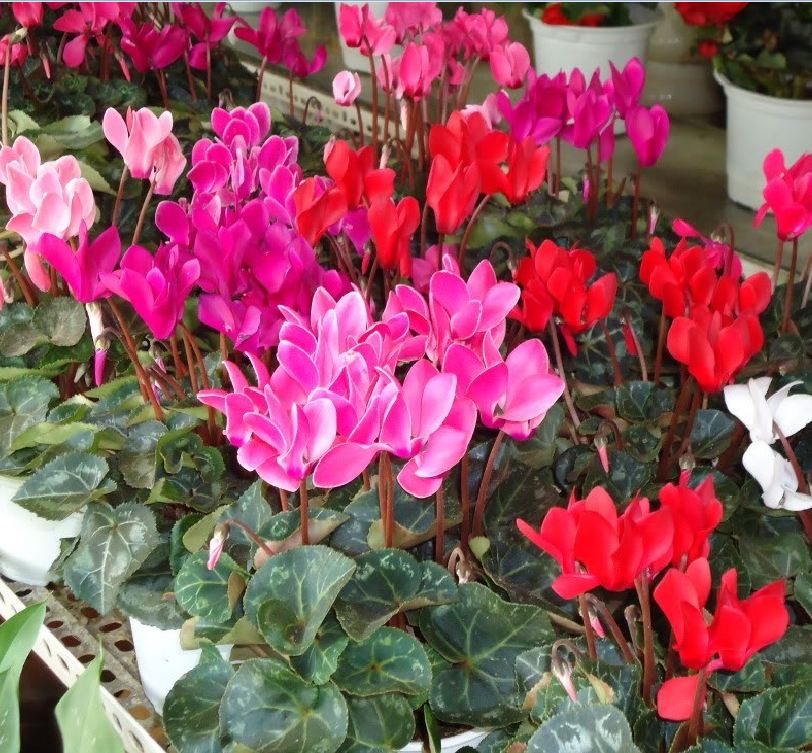 "Gói 5 Hạt " Hạt giống hoa Anh thảo Mix màu