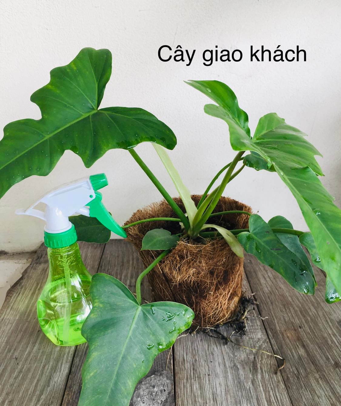 Philodendron Golden Dragon (Trầu bà rồng vàng)