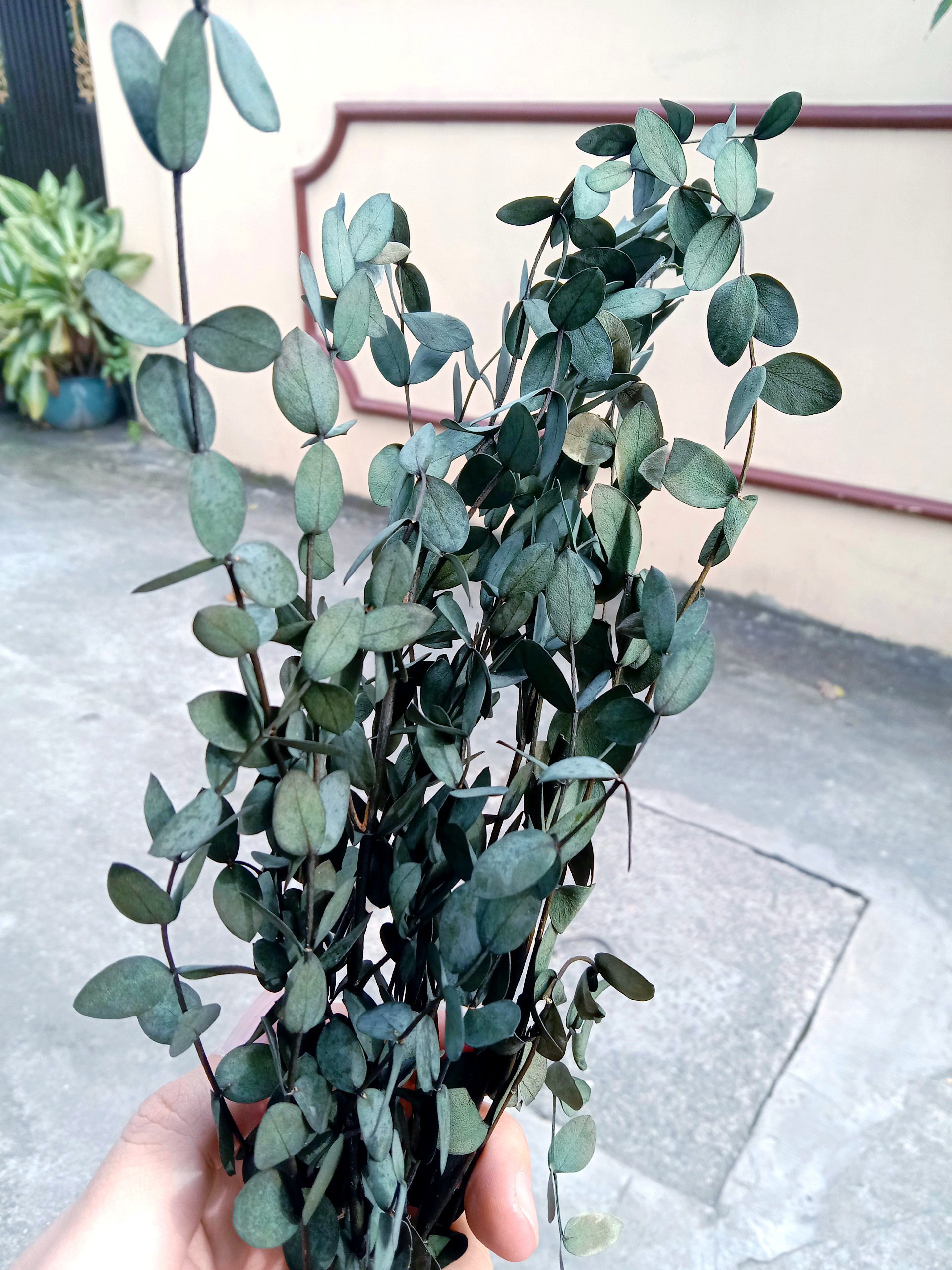 hoa khô - lá bạch đàn nhỏ