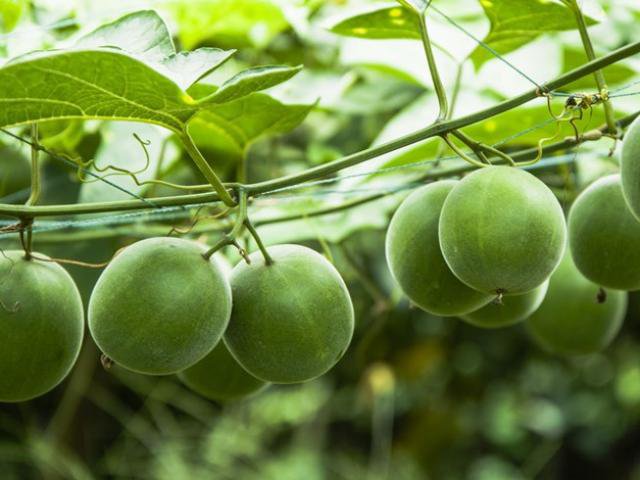 Hạt giống cây la hán quả - 1 gói 5 hạt