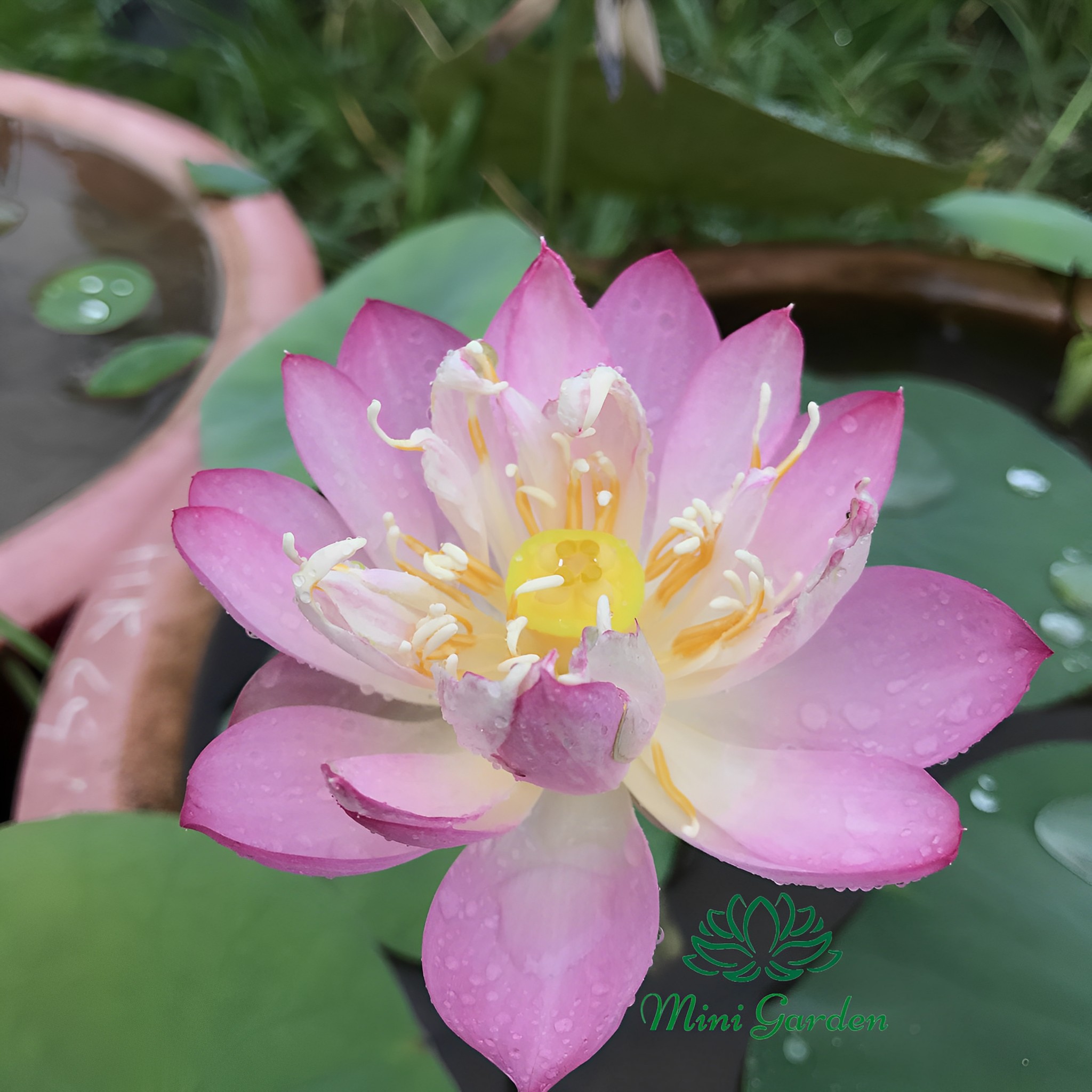 Củ Sen Mini Xổ Số Giá Rẻ - Củ Sen Giống