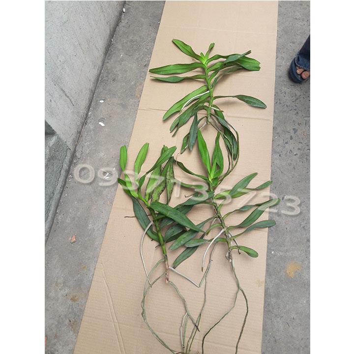Cây lan ngọc điểm lai