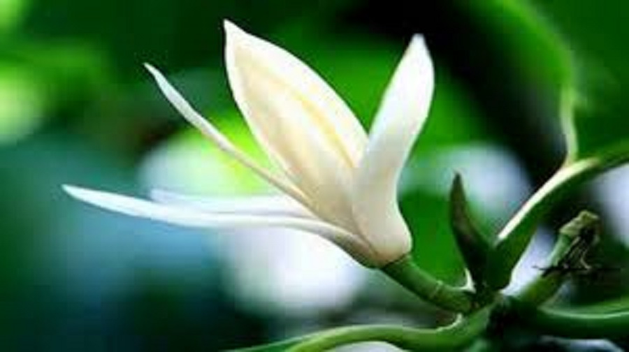 Chậu cây NGỌC LAN TRẮNG, sắp hoa, đã ra hoa