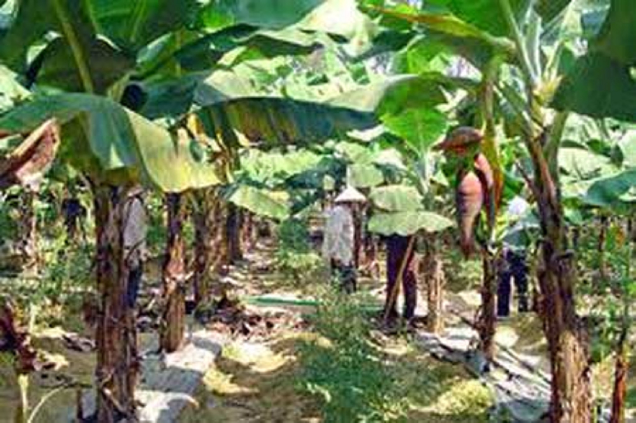Cây giống chuối già lùn nam mỹ.