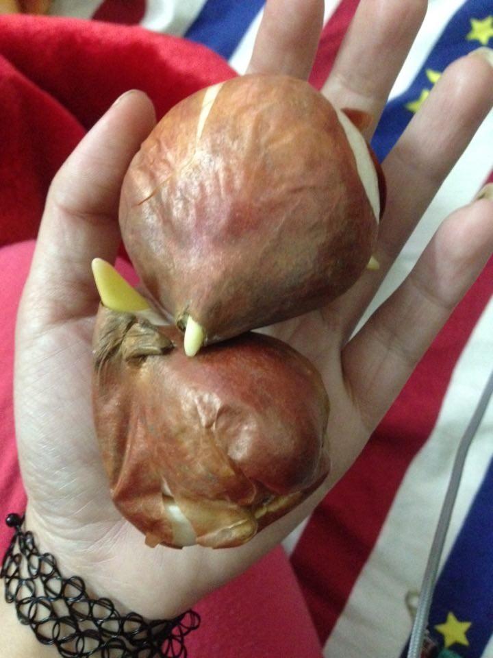 5 củ giống hoa tulip hoa màu đỏ