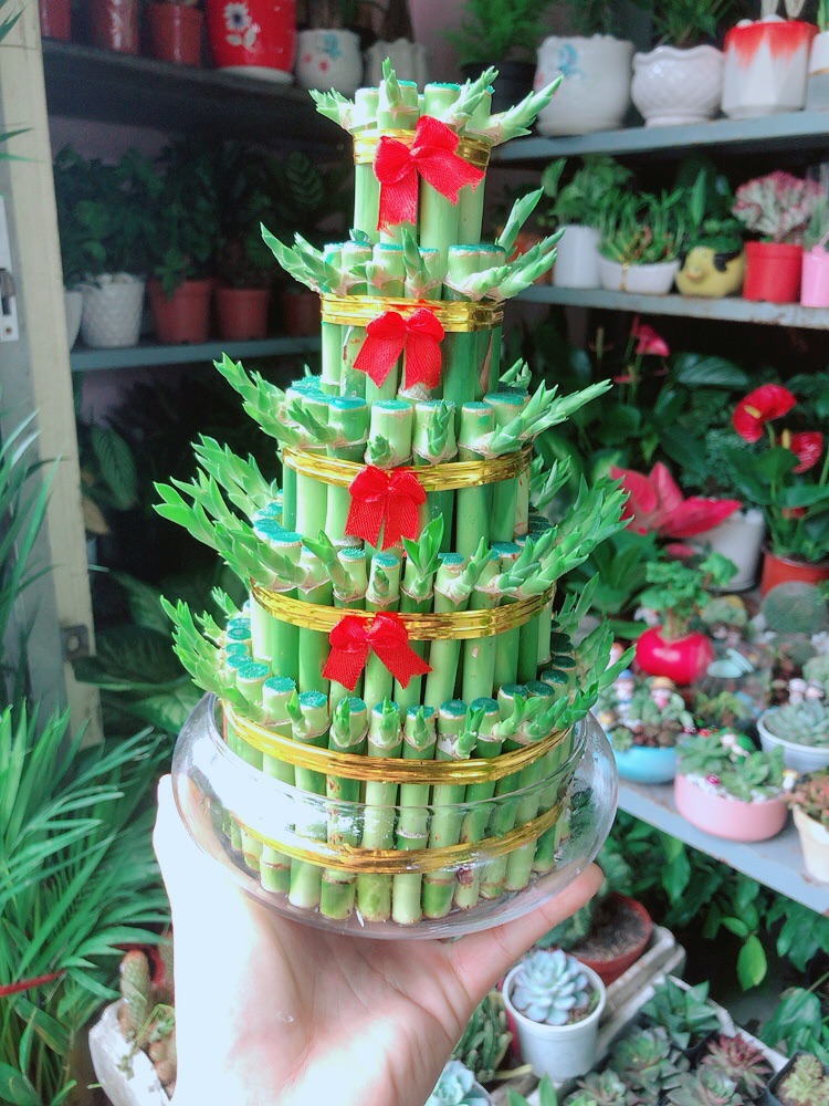 [HCM]Chậu Trúc Phát Tài 5 Tầng