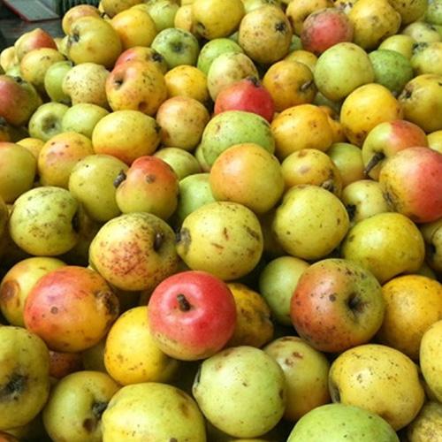 Táo mèo khô - 1kg