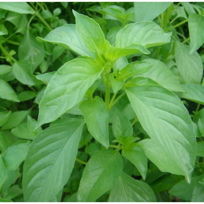 Hạt Giống Rau Thơm Sả (Rau É Trắng) Dễ Trồng, Thơm Ngon (2gr)