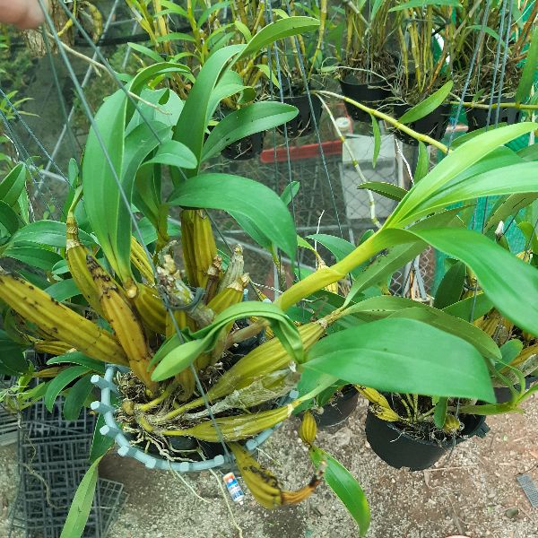 lan Sơn thủy tiên- Hoàng lạp chậu lớn