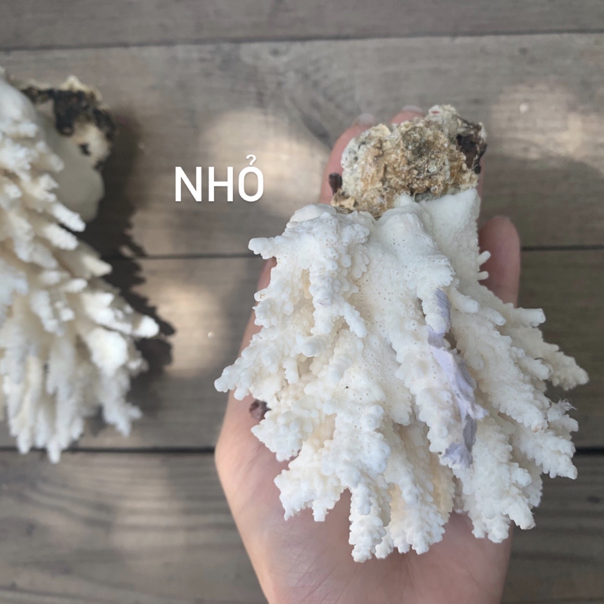 [Chojn size] Bông San Hô Nhỏ Trang Trí Hồ Cá-Bố Trí Chụp Cảnh