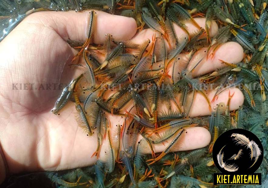 Artemia Nước Ngọt - Tỉ Lệ Nở Cao