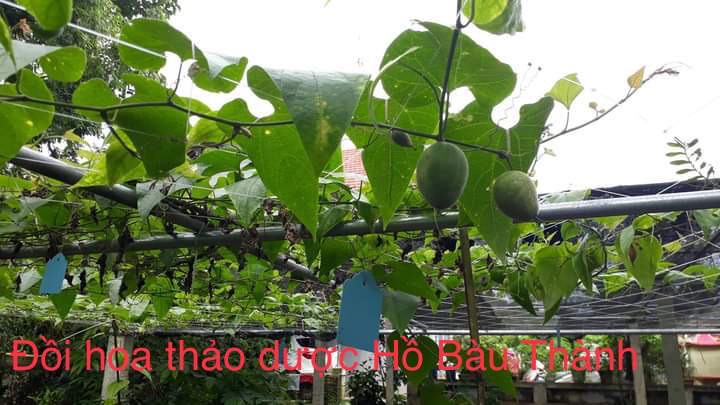 Cây la hán quả