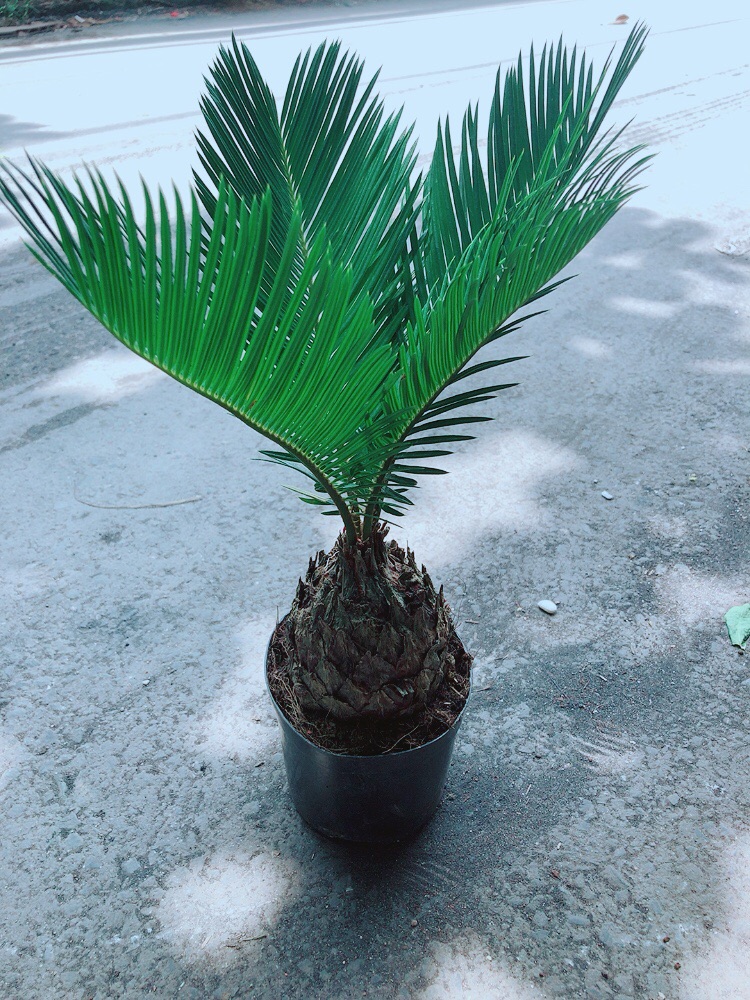 Cây Vạn Tuế