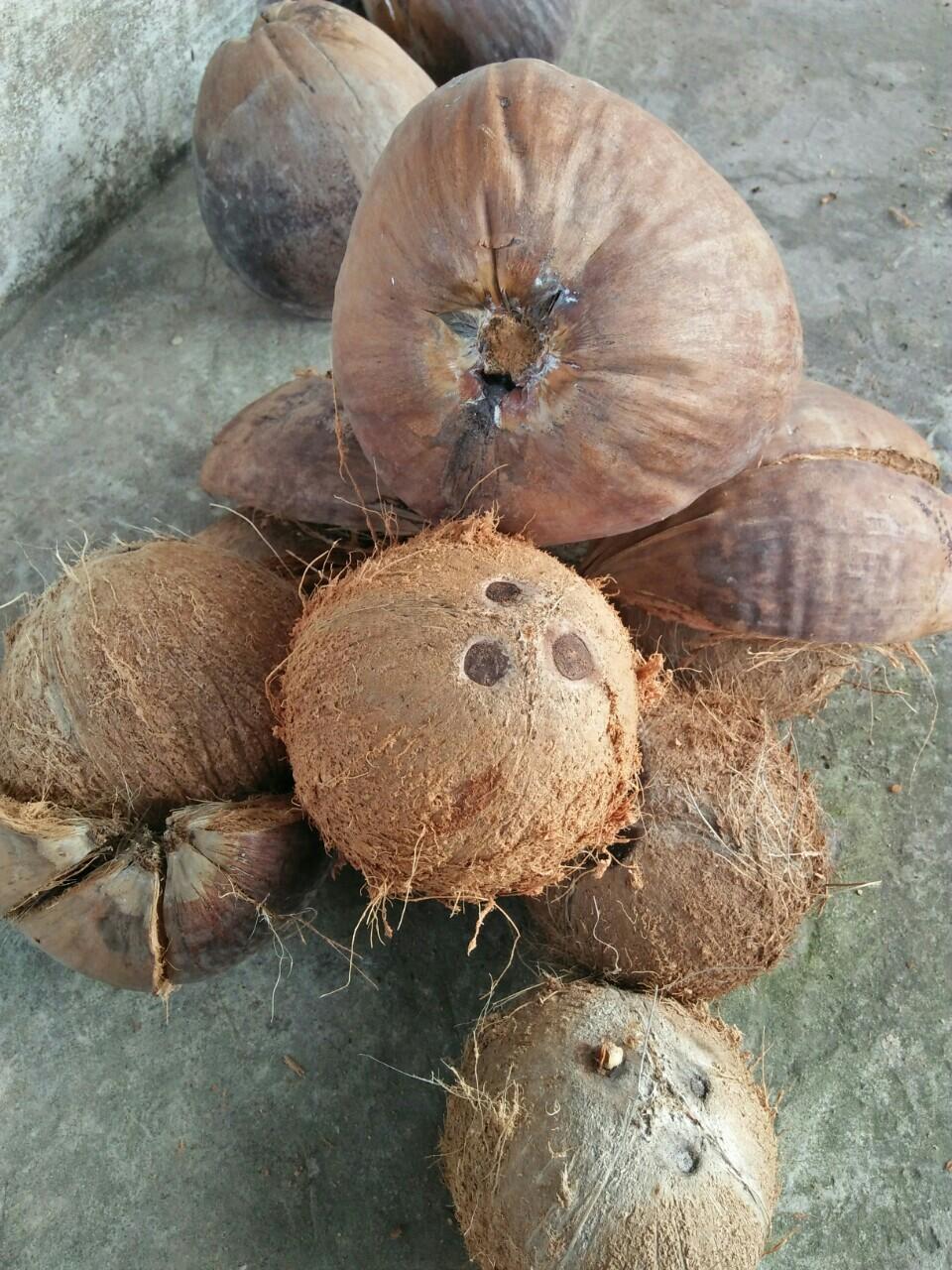 Giảm Giá Dừa Khô Nguyên Trái - Beecost