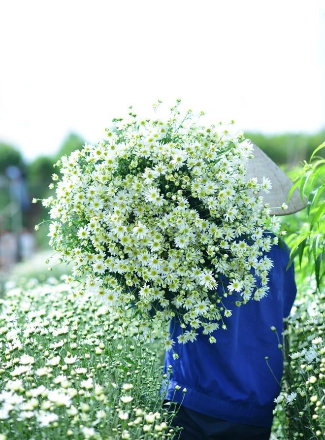 Hạt giống Hoa Cúc Họa Mi – Cúc chi trắng  gói 50 hạt