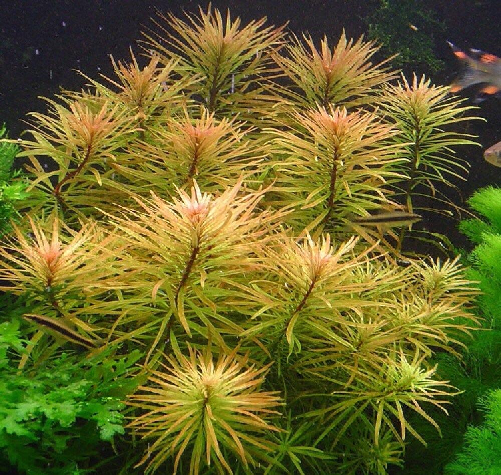HOÀNG THÁI DƯƠNG  (13 nhánh)