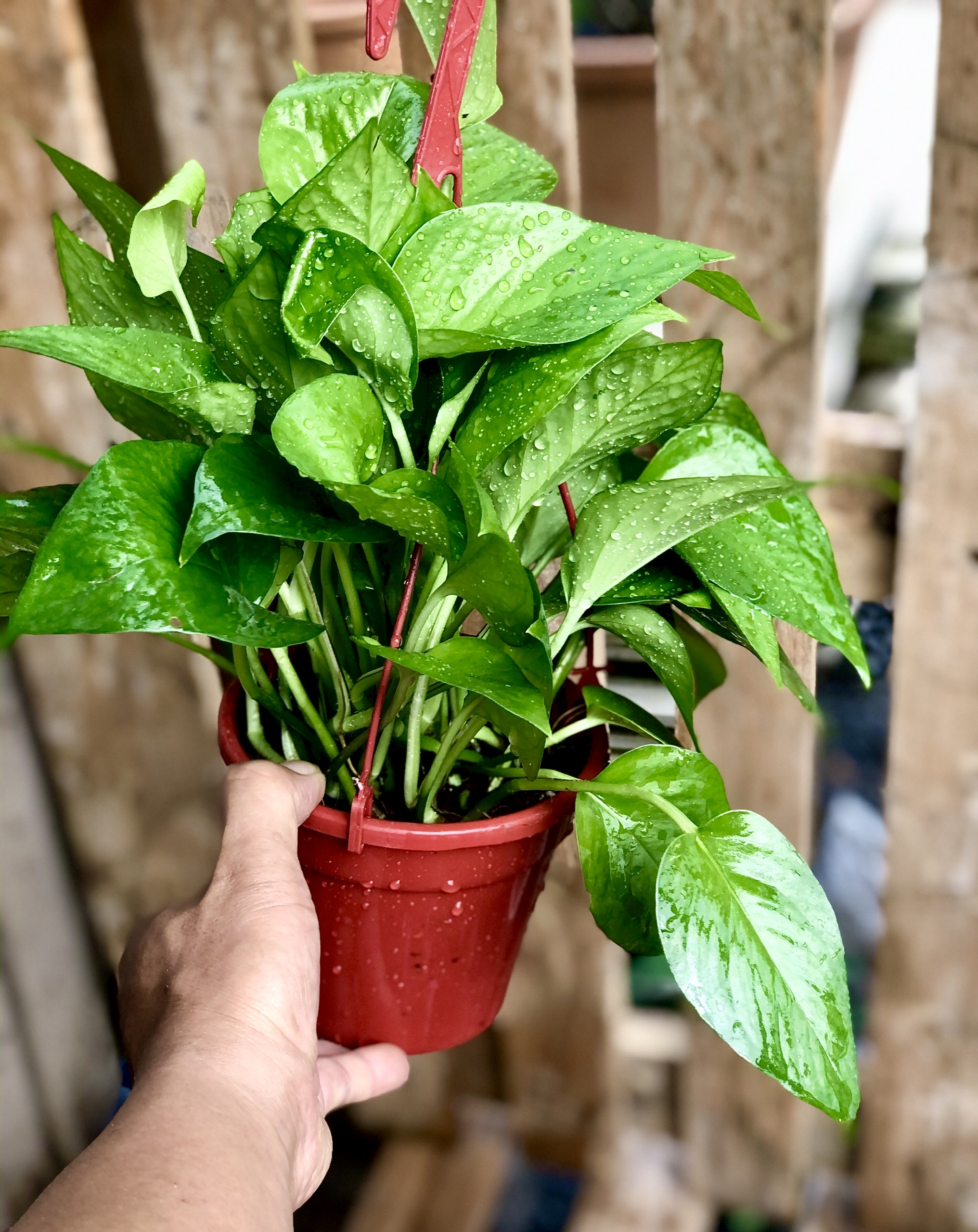 Chậu treo cây trầu bà Thái xanh