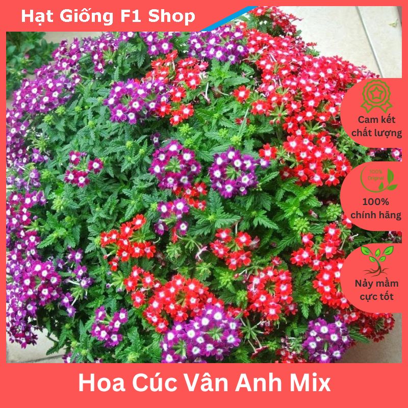 Hạt giống hoa vân anh mix trồng chậu