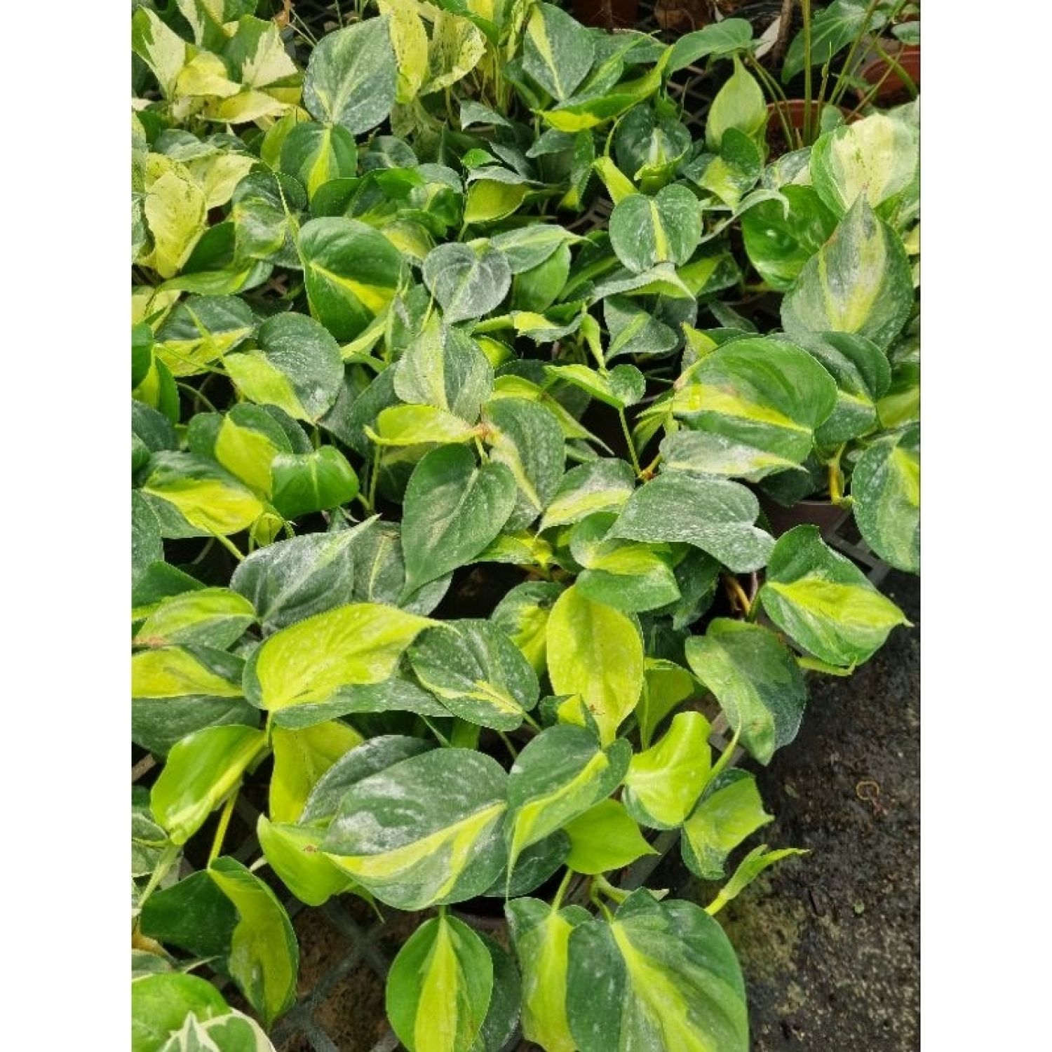 Cây trầu bà vàng - Philodendron hederaceum