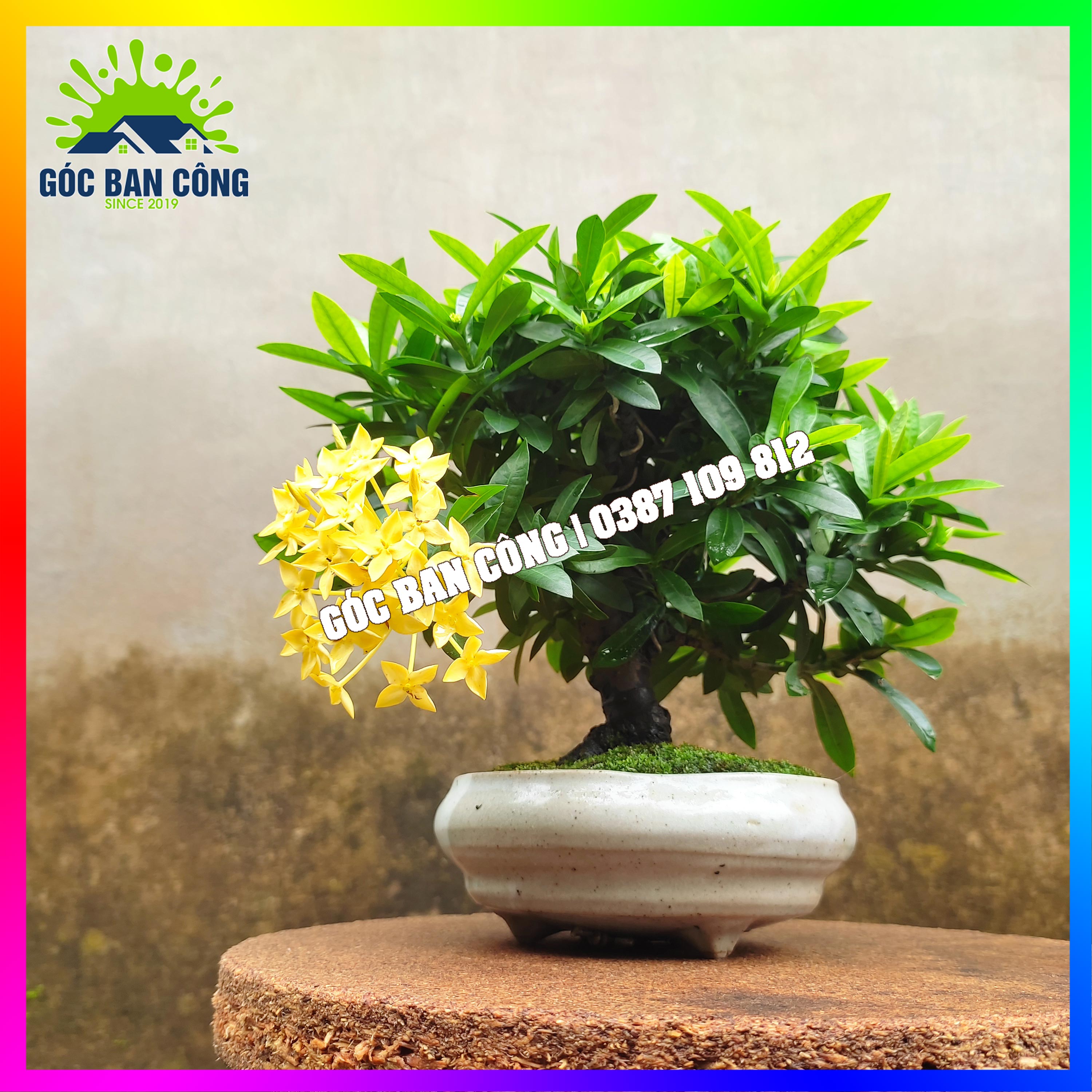 Cây Mẫu Đơn Trang Vàng Bonsai Mini