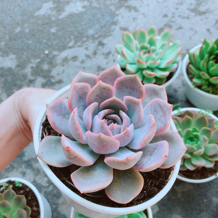 Chậu sen đá tím cánh cứng