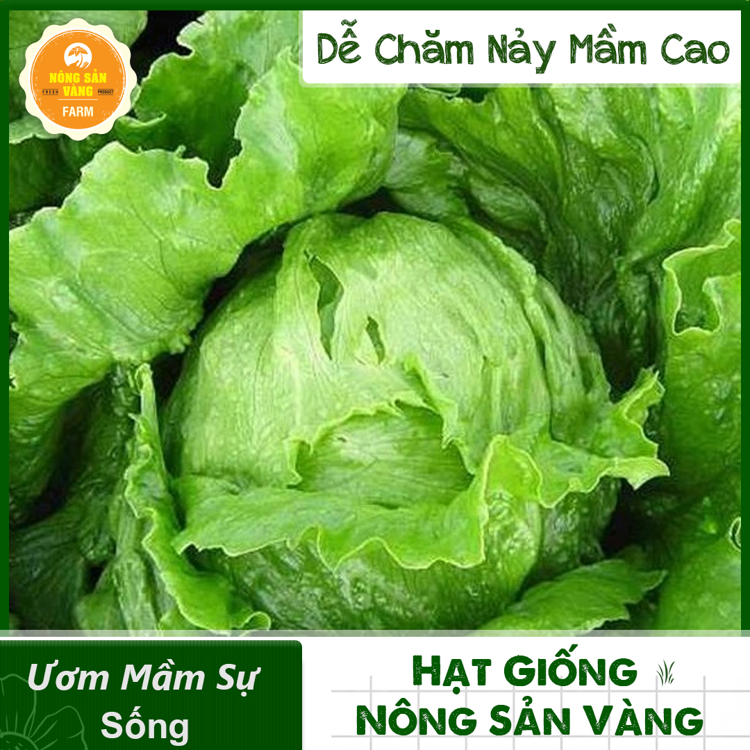 Hạt giống Xà Lách Mỹ Minetto, Chịu Nhiệt Năng Suất Cao (Gói 2 Gram) - Nông Sản Vàng