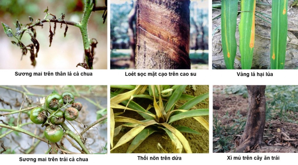 Thuốc trừ bệnh ridomil gold 68wg