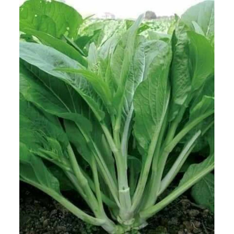 10G - Hạt Giống Cải Ngồng Xanh Siêu Ngọn Hong Kong