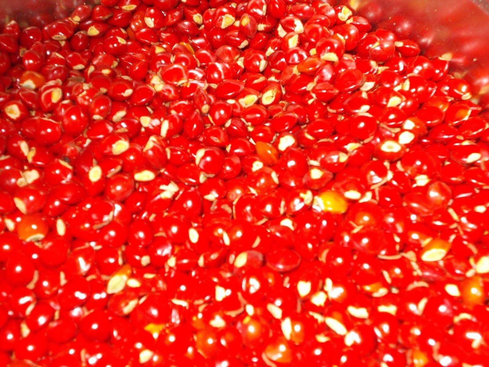 hạt giống cẩm lai(1kg)