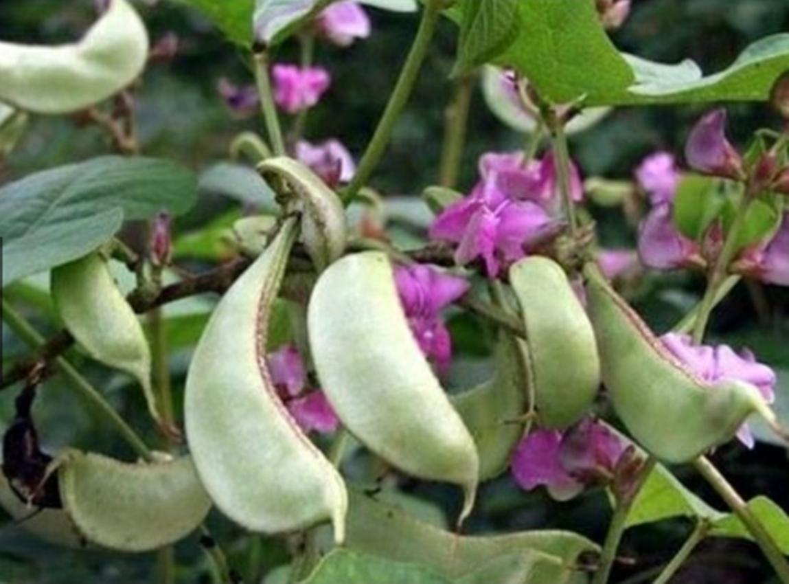 Hạt Giống Đậu Ván Xanh