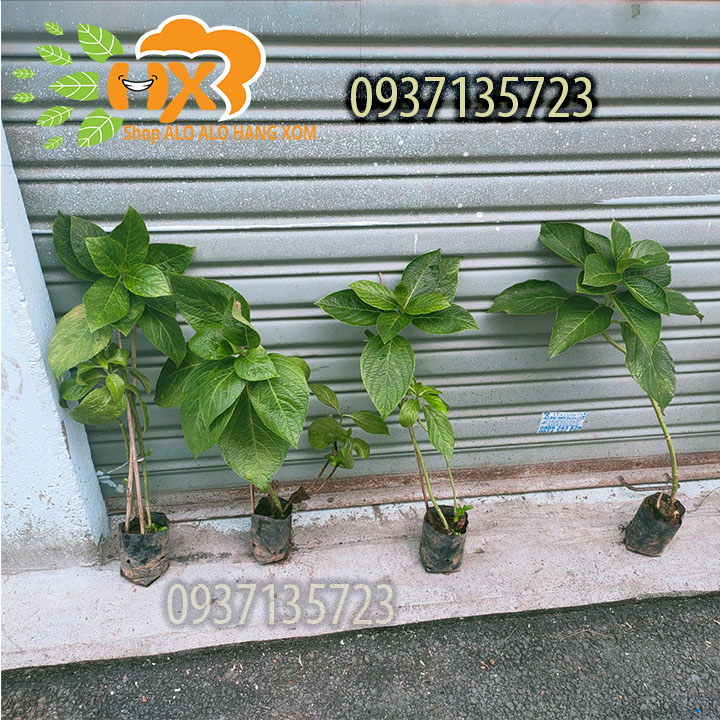 [HCM]combo 5 cây cẩm tú cầu cây giống
