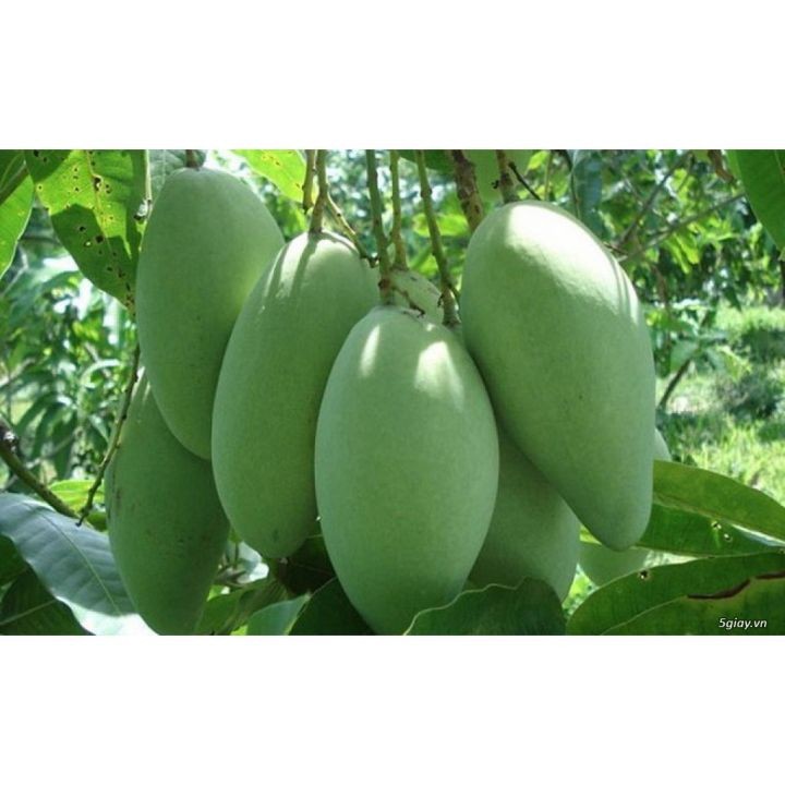 CÂY XOÀI GIỐNG TRỒNG CHẬU DFSGDFG (ccaay giống đối chứng)