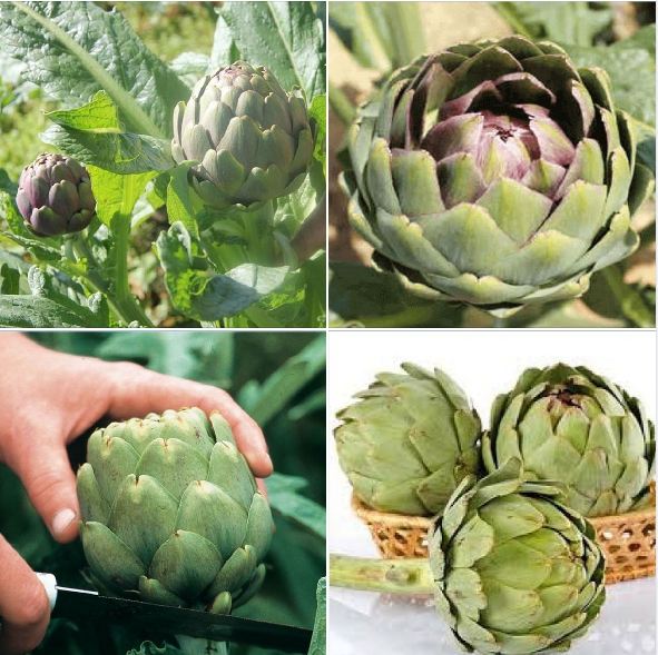 Hạt Giống Cây Atiso Xanh F1 - 5 hạt/gói