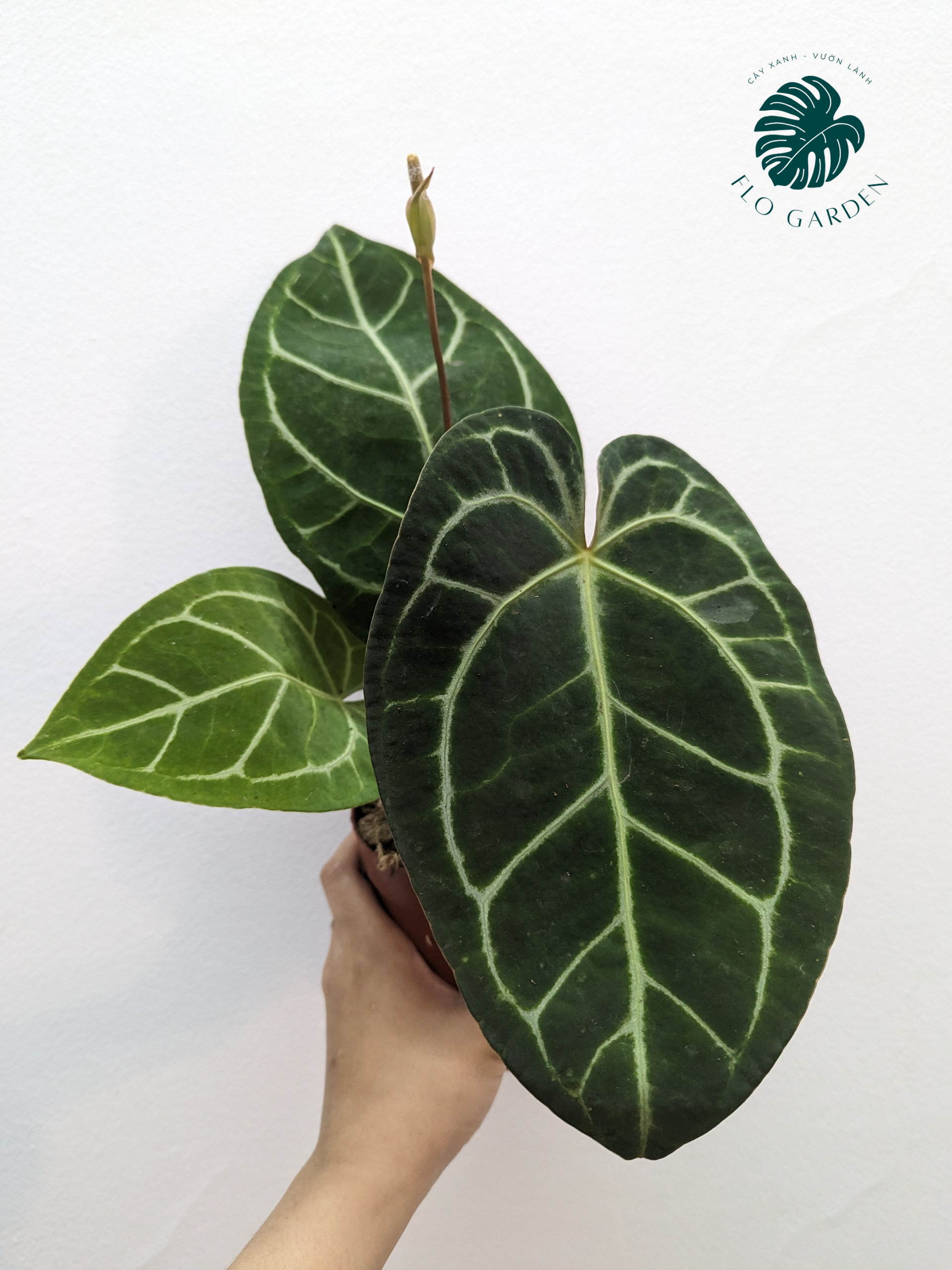 Cây Hồng Môn Anthurium Crystallium
