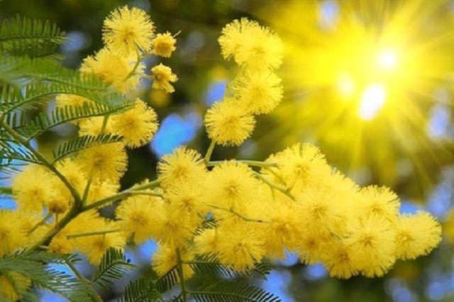 Cây mimosa giống cao 40 cm