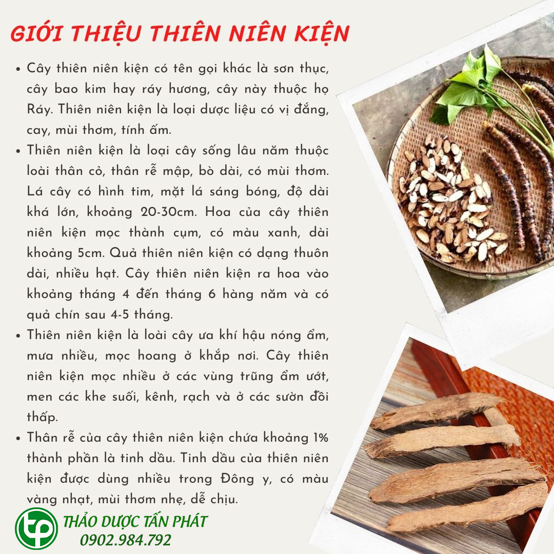[Hàng mới về] Thiên niên kiện khô túi lớn 500gram - Tấn phát - Hỗ trợ cải thiện sức khoẻ