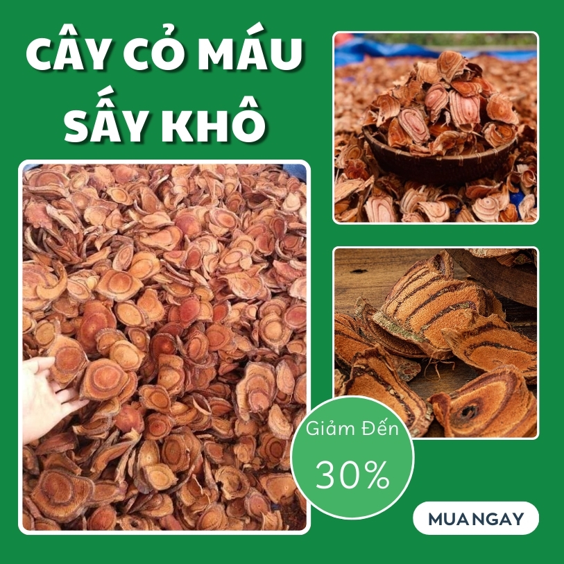 [Tan Phat Dried Herbs] Dried Blood Grass 500g - Specialized for Making Water and Making Tea to Nourish Blood and Regulate Menstruation