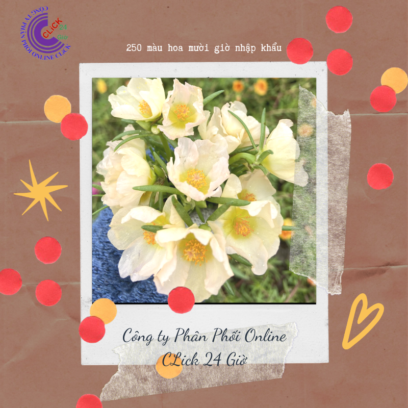 1 ký cành giống hoa mười giờ màu song hỷ mới lạ thái đơn nhập khẩu dễ trồng siêu siêng hoa hoa mười giờ