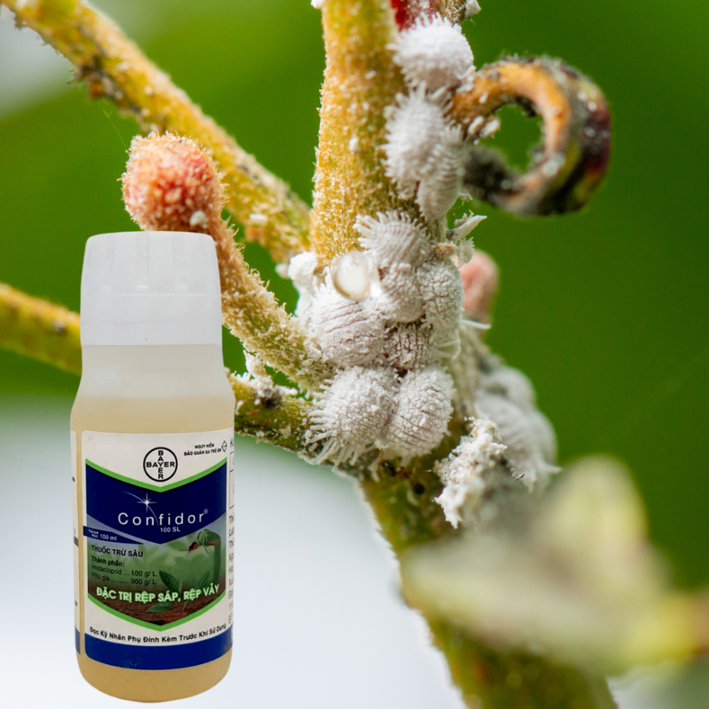 TRỊ bọ trĩ Confidor 100SL - Bayer CHLB Đức