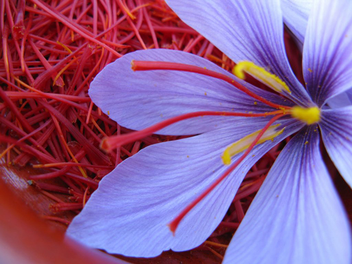 Combo 20 Củ hoa nghệ tây (Saffron) lấy nhụy