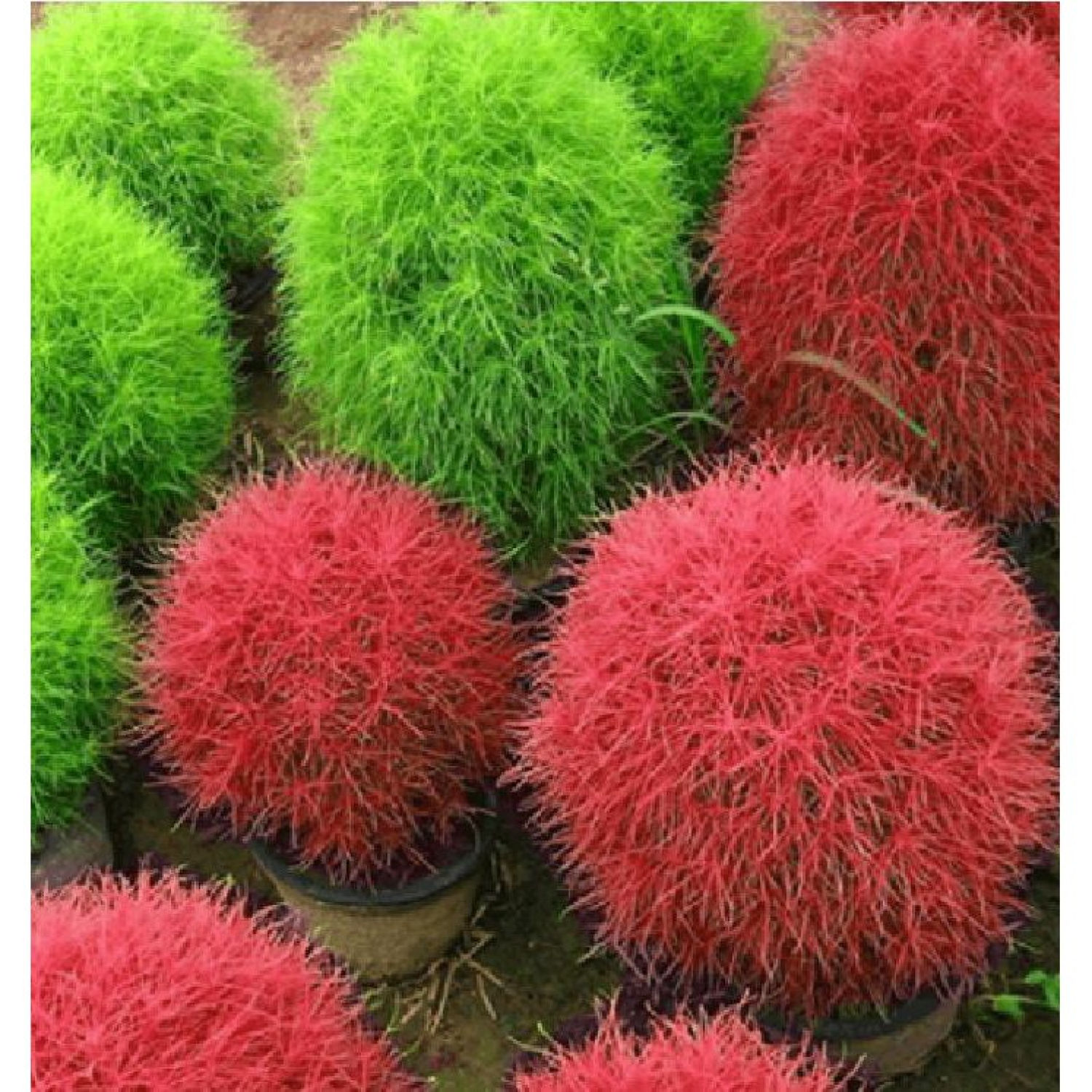 100 Hạt giống cây cỏ đổi màu kochia nhật bản