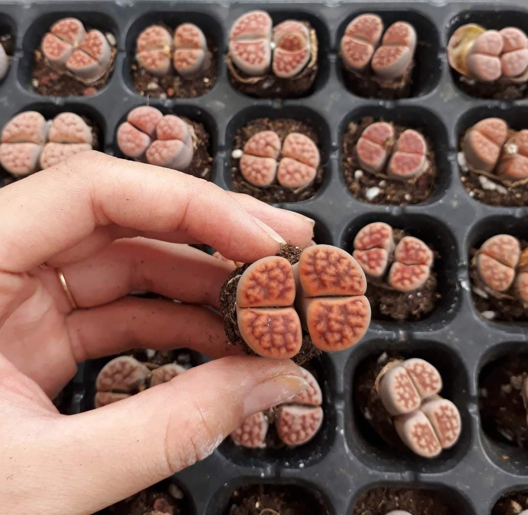 Sen Mông Đôi Ngẫu Nhiên Nhiều Màu 2-3.5cm(Sen Mông/Lithops/Thạch Lan)