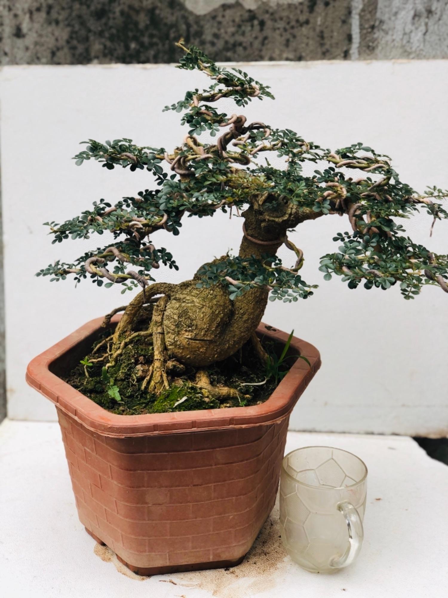 Cây cần thăng bonsai lâu năm..