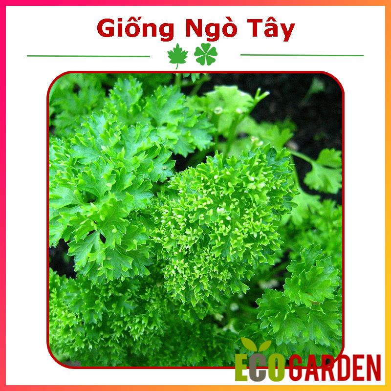 Hạt giống rau ngò tây