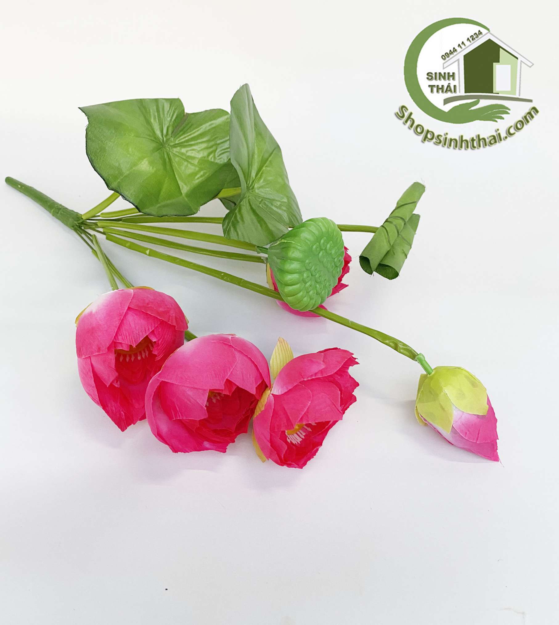 Hoa sen giả - Bụi sen lá cuốn lớn