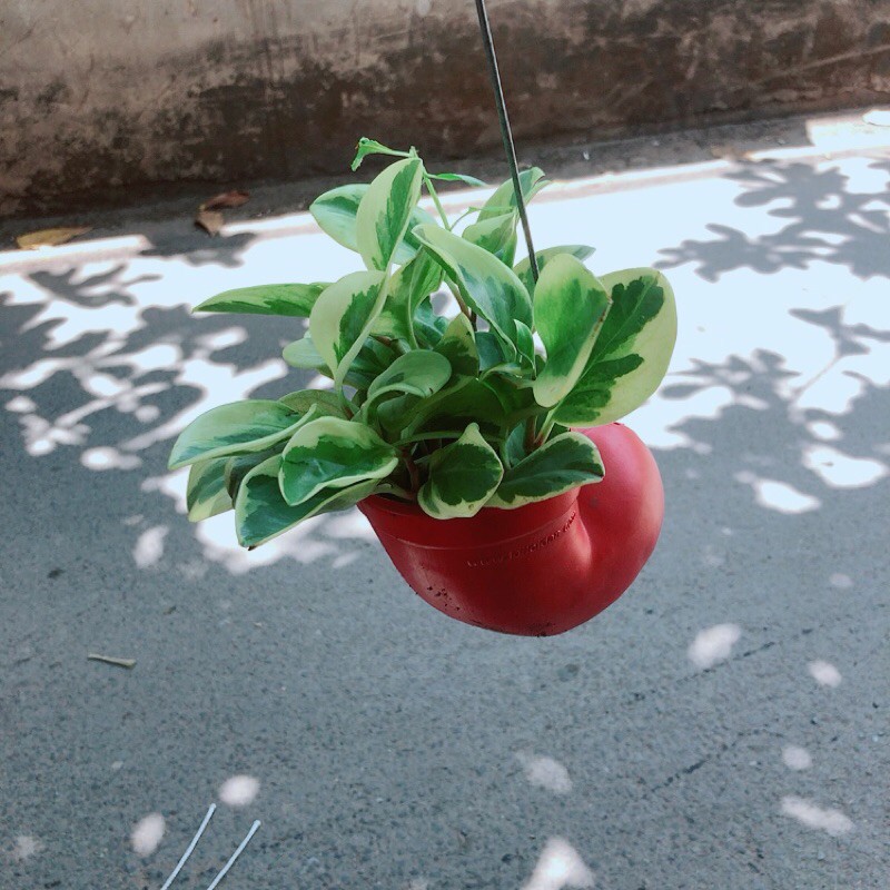 [HCM]Chậu Cây Trường Sinh