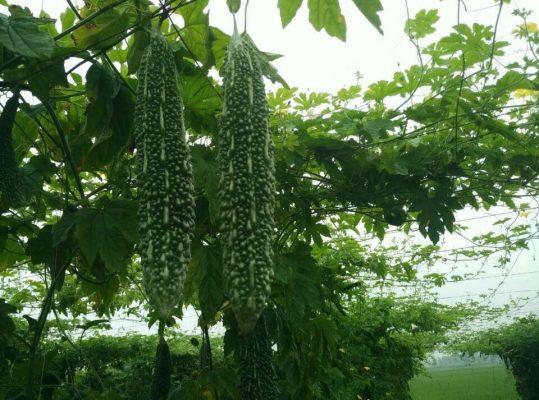 Hạt Giống Khổ Qua Rừng Trái Dài 5 Hạt