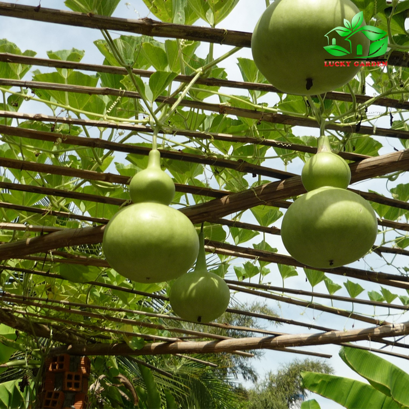 Hạt giống bầu hồ lô F1
