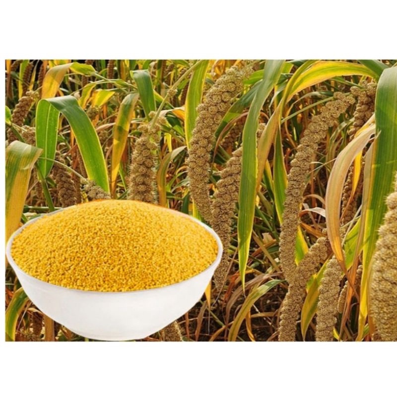 Hạt kê nếp - 200gr